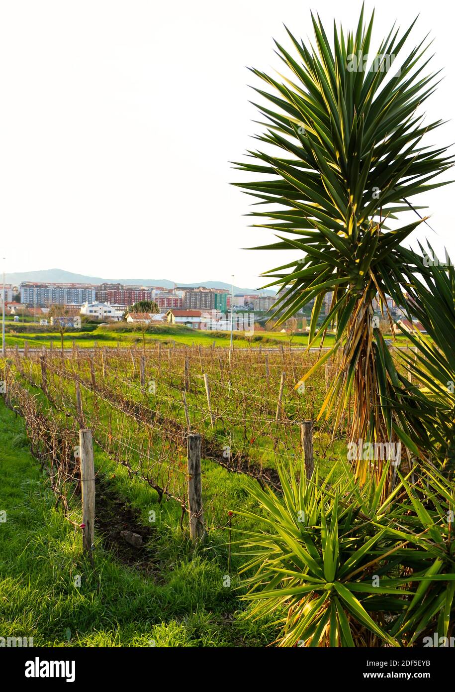 Hohe Pflanze mit stacheligen Blättern neben einem Weinberg im Herbstsonnenlicht Santander Cantabria Spanien Stockfoto