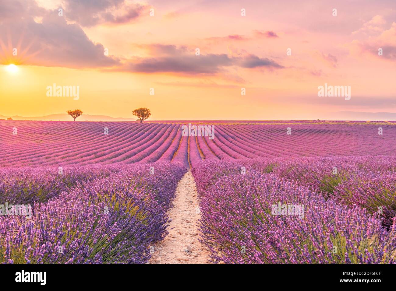 Wunderschöne Naturlandschaft, herrliche Sonnenuntergangsszenerie mit blühenden Lavendelblüten. Moody Himmel, Pastellfarben auf hellen Landschaft Blick. Blumenpanorama Stockfoto