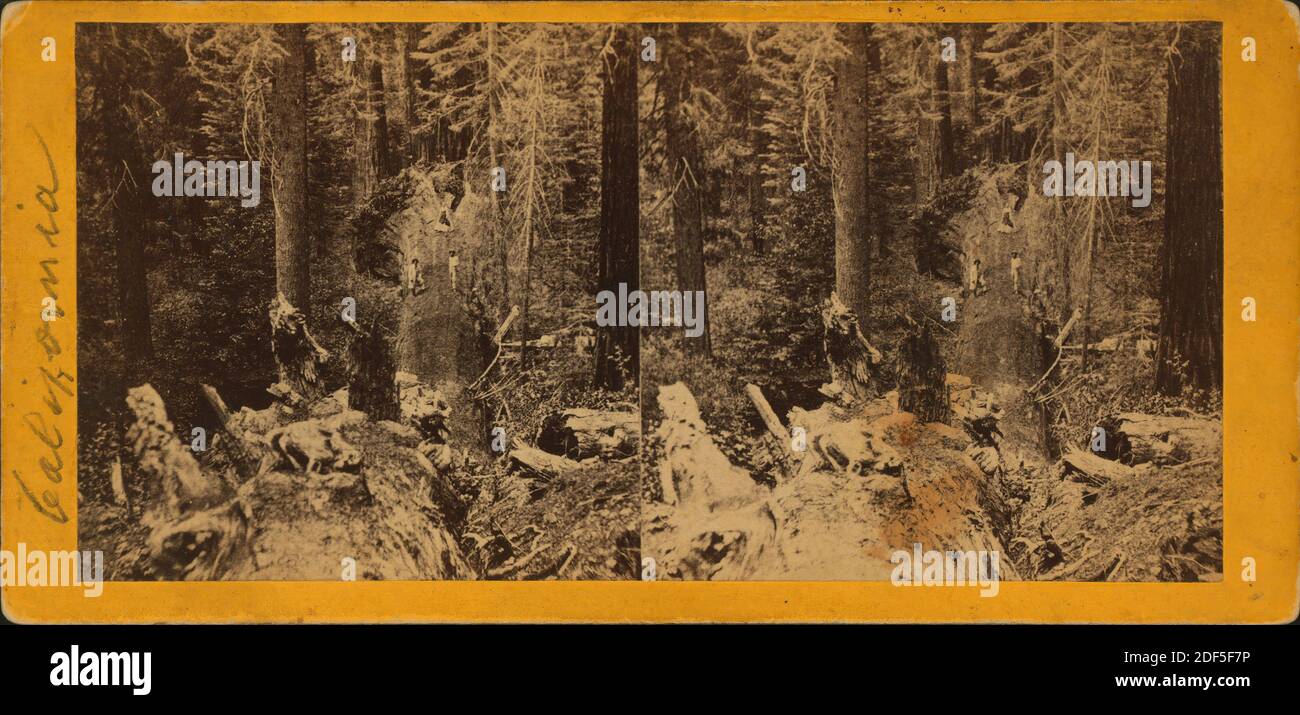 Großer Baum Herkules., Standbild, Stereographen, 1850 - 1930 Stockfoto