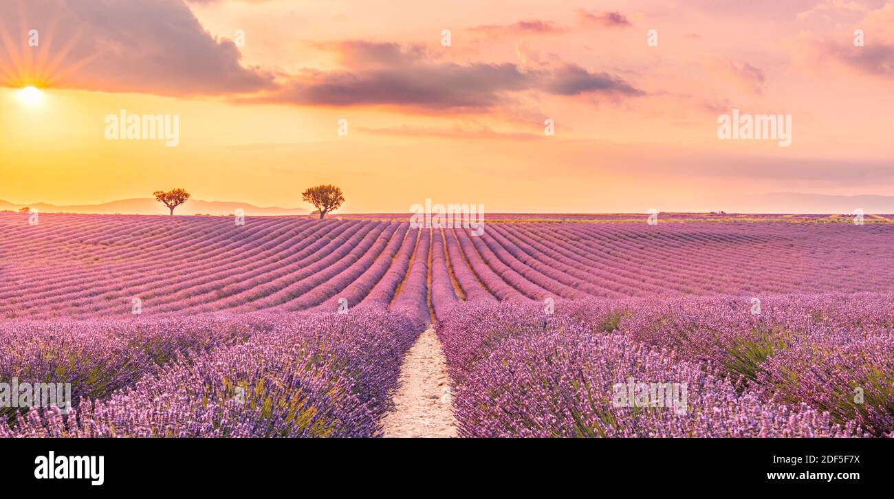 Wunderschöne Naturlandschaft, herrliche Sonnenuntergangsszenerie mit blühenden Lavendelblüten. Moody Himmel, Pastellfarben auf hellen Landschaft Blick. Blumenpanorama Stockfoto