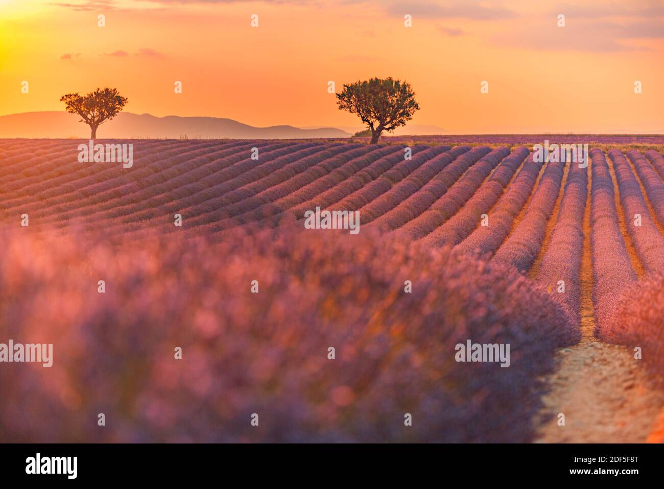 Wunderschöne Naturlandschaft, herrliche Sonnenuntergangsszenerie mit blühenden Lavendelblüten. Moody Himmel, Pastellfarben auf hellen Landschaft Blick. Blumenpanorama Stockfoto