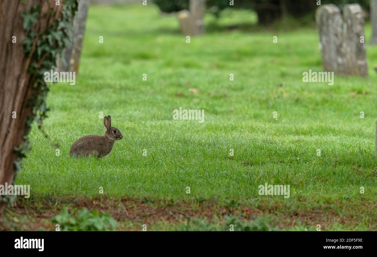 Kaninchen, Oryctolagus cuniculus, Beweidung in gemähter Wiese auf dem Friedhof, Wimborne, Dorset. Stockfoto