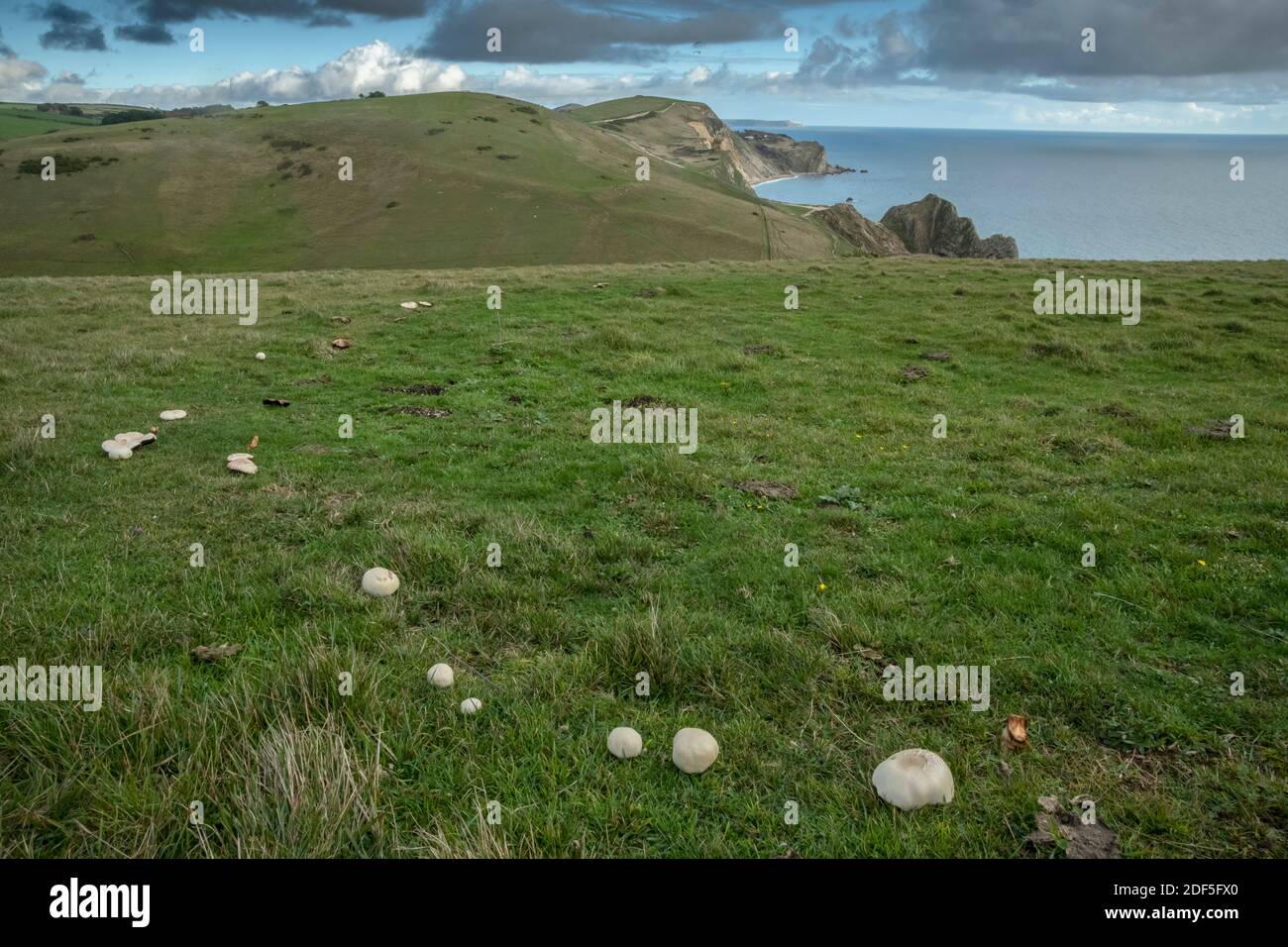 Pferd Pilz, Agaricus arvensis, wächst in einem Ring in Weide oberhalb Lulworth, Dorset. Stockfoto