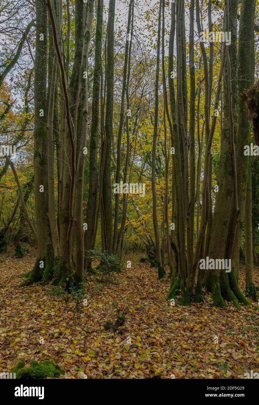 Sehr alter kupierter Hocker aus kleinblättriger Kalk, Tilia cordata, mit Trieben in einem großen Kreis. Castle Hill Wood, Edmonsham, Dorset. Stockfoto