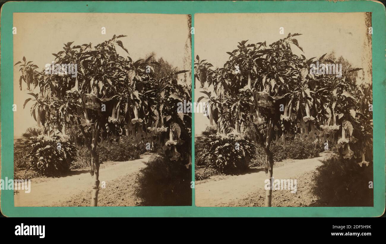 Trompetenbaum, Los Angles, Kalifornien., Standbild, Stereographen, 1870 - 1909 Stockfoto