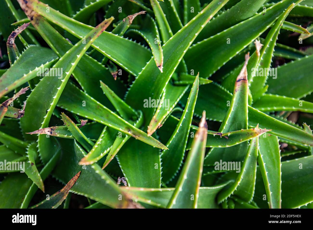 Nahaufnahme Agavenkaktus, abstraktes natürliches Muster Hintergrund und Texturen. Scharfe spitze Agavenpflanzen Blätter gebündelt zusammen. Stockfoto