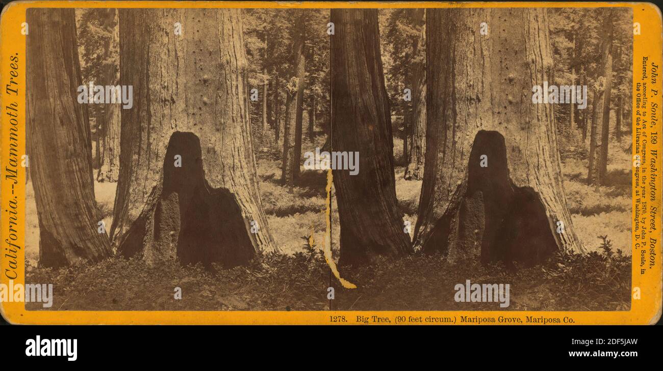 Pferderitt durch Big Tree (90 ft. Circum) Mariposa Co., Standbild, Stereografien, 1870, Soule, John P. (1827-1904 Stockfoto