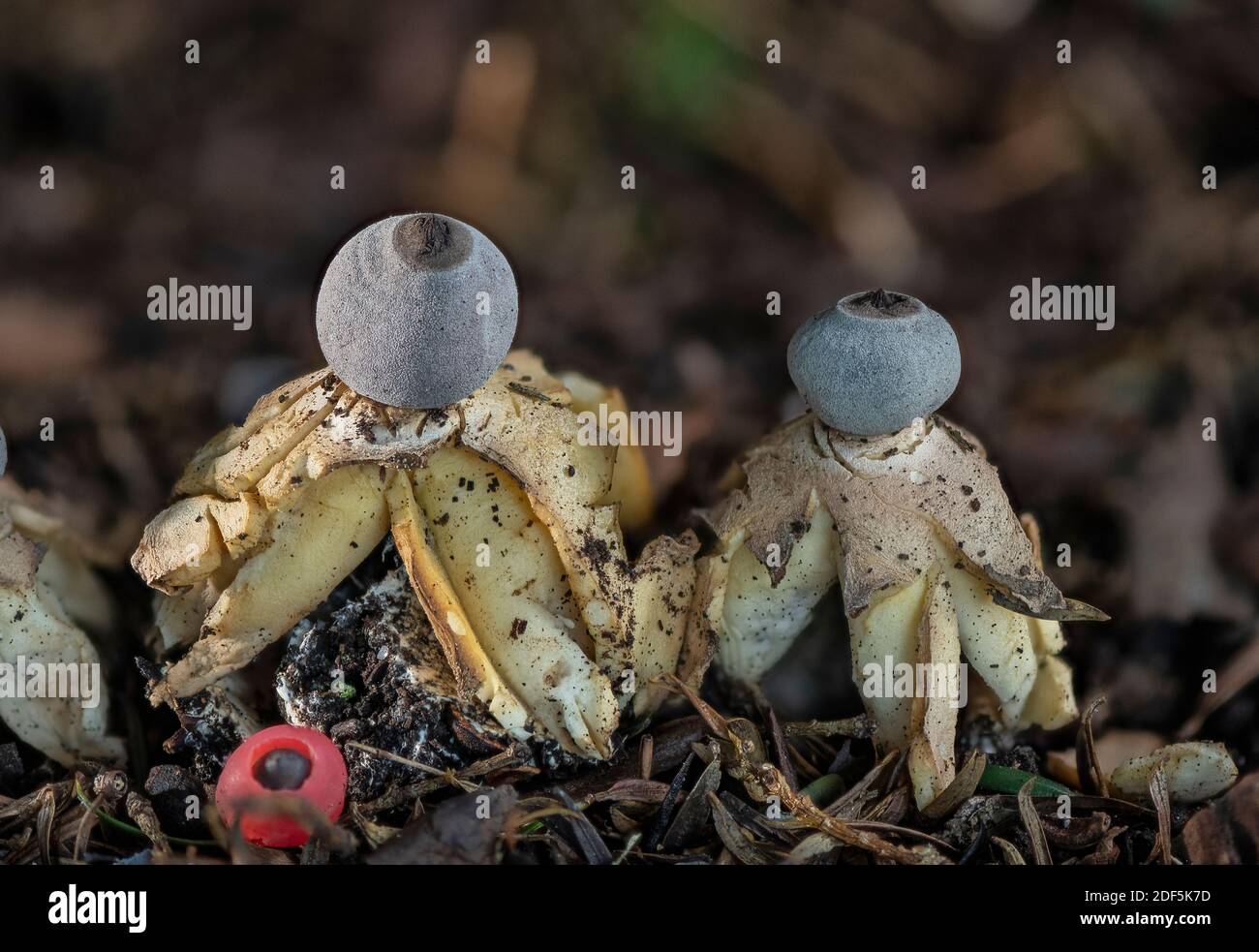 Ein endemischer Earthstar-Pilz, Geastrum britannicum in Kirchhof unter Eibenbäumen, Hampshire Stockfoto