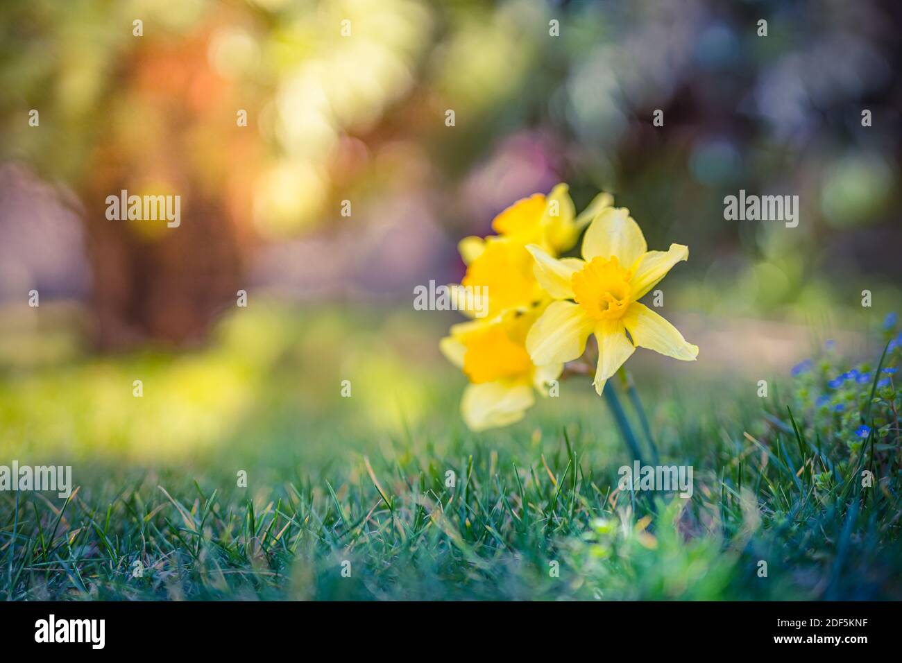 Erstaunliche gelbe Narzissen Blumenfeld in der Morgensonne. Das perfekte Bild für Frühling Hintergrund, Blumenlandschaft. Stockfoto