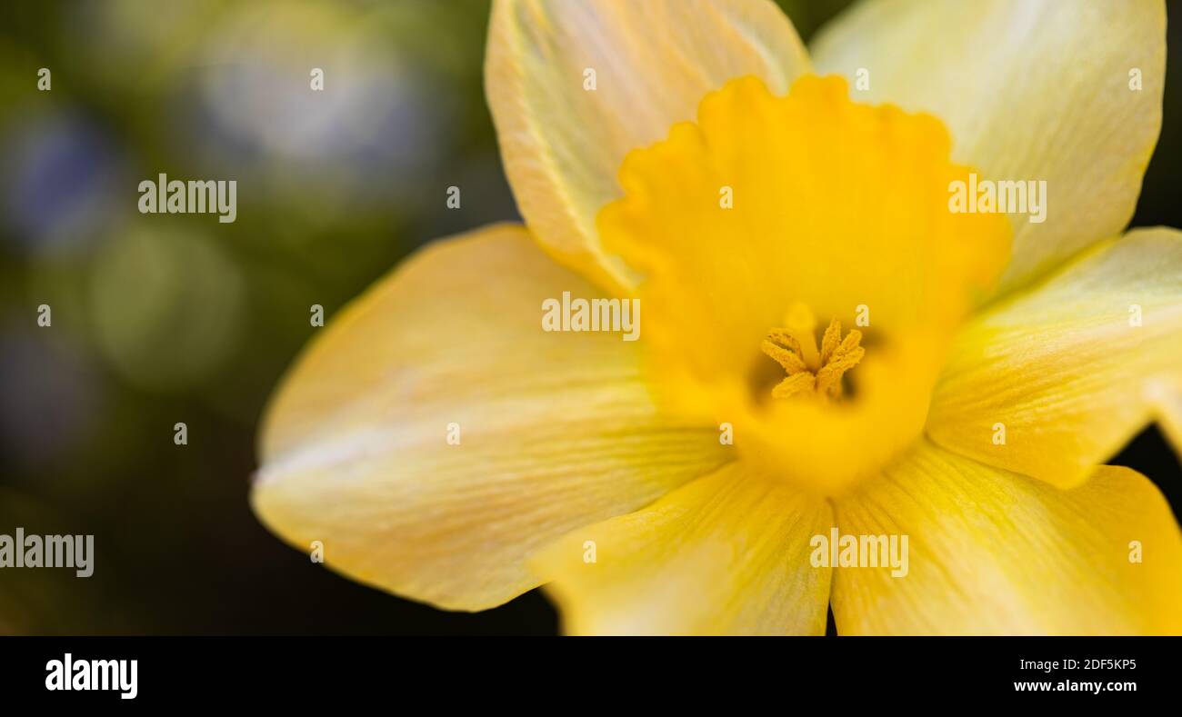 Erstaunliche gelbe Narzissen Blumenfeld in der Morgensonne. Das perfekte Bild für Frühling Hintergrund, Blumenlandschaft. Stockfoto