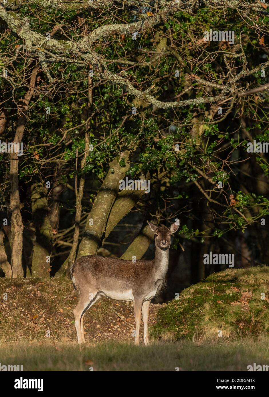 Damhirsche, Dama dama, im Wintermantel, New Forest. Stockfoto