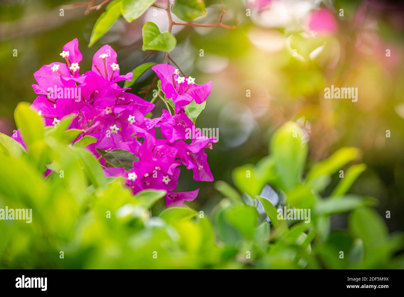 Tropische Pflanzen und Blumen. Exotischer Inseldschungel, blühende Blumenbeet mit verschwommenem Dschungel und Bokeh Sonnenlicht Sonnenstrahlen Stockfoto