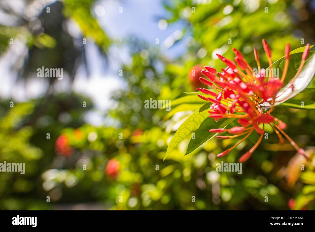 Tropischer Blumenhintergrund. Exotische Blumen mit verschwommener Natur Hintergrund. Santan Blume auf den Malediven. Rote Santan tropische Blüte Nahaufnahme Stockfoto