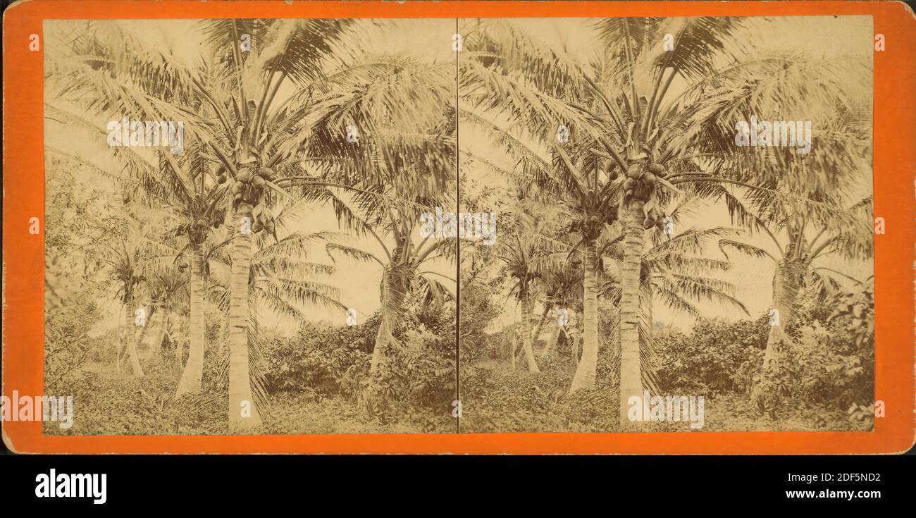 Kokoanut zeigt Früchte., Standbild, Stereographen, 1850 - 1930 Stockfoto