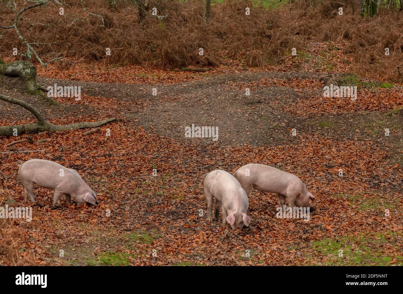 Große weiße Schweine in offenen Wäldern entlang der Dockens Wasser, am Moyles Court. New Forest. Stockfoto