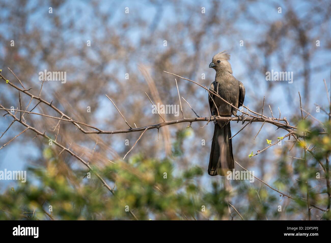 Grauer Wegvogel, der auf einem Zweig mit natürlichem Hintergrund im Kruger Nationalpark, Südafrika steht; specie Corythaixoides concolor Familie von Musoph Stockfoto