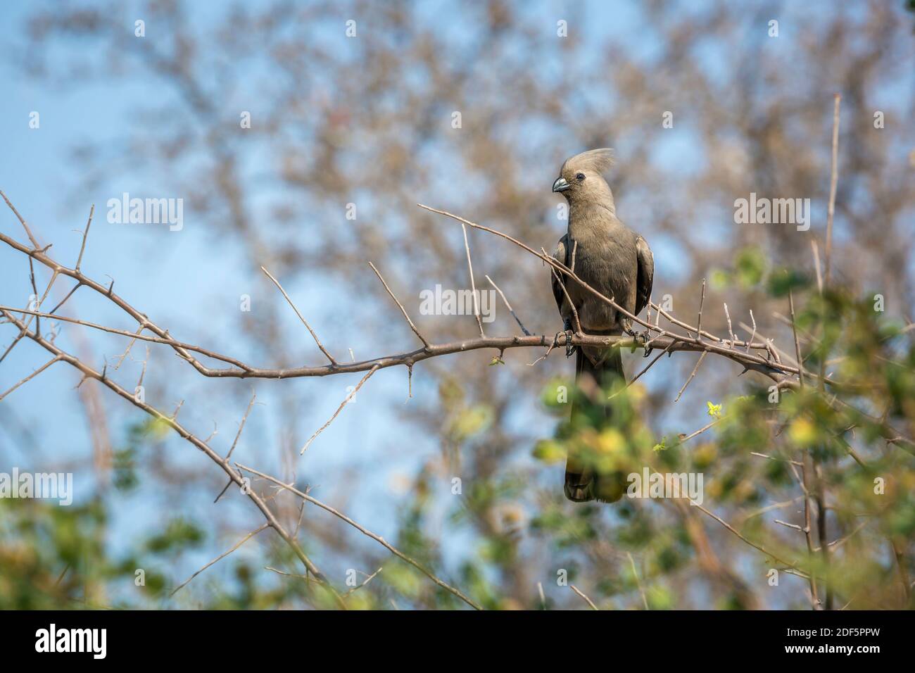 Grauer Wegvogel, der auf einem Zweig mit natürlichem Hintergrund im Kruger Nationalpark, Südafrika steht; specie Corythaixoides concolor Familie von Musoph Stockfoto