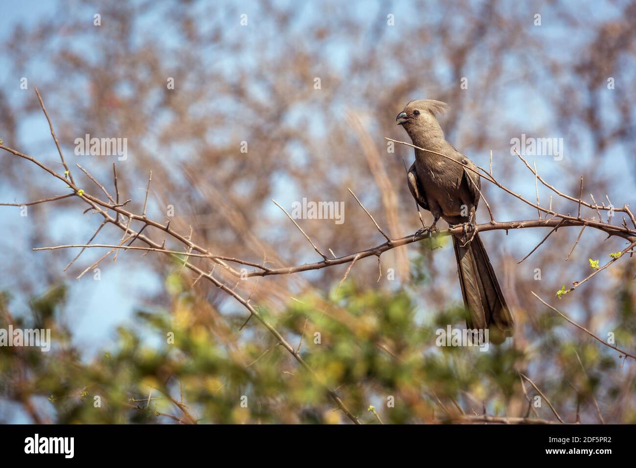 Grauer Wegvogel, der auf einem Zweig mit natürlichem Hintergrund im Kruger Nationalpark, Südafrika steht; specie Corythaixoides concolor Familie von Musoph Stockfoto
