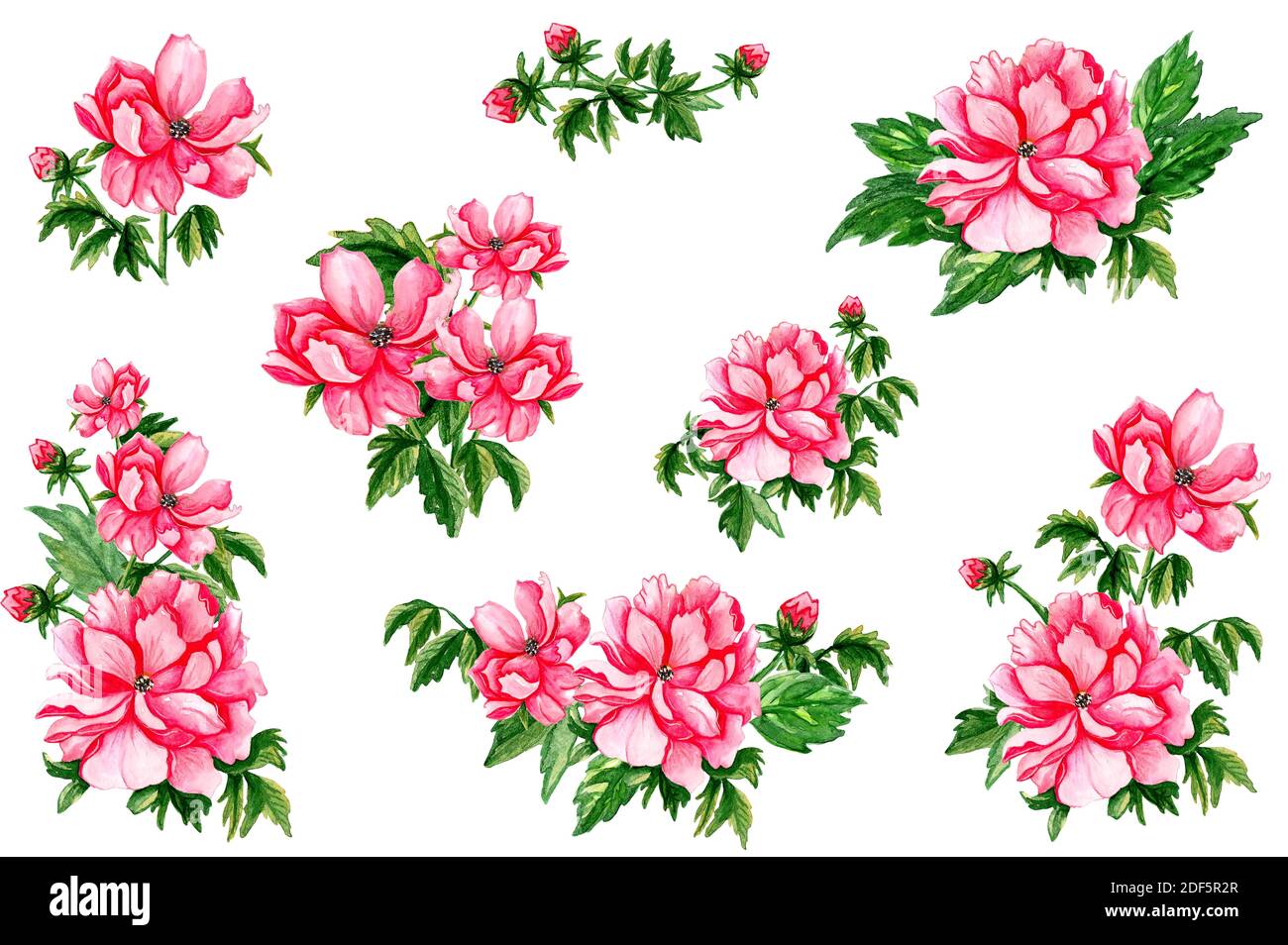 Frühling rote Blumen Aquarell auf weißem Hintergrund gesetzt. Stockfoto