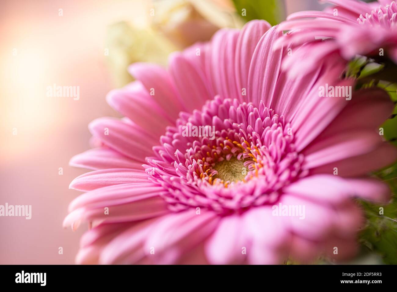 Abstrakte Blütenblätter. Gerbera Gänseblümchen Nahaufnahme, sonnige Balken, weiche Pastellfarben. Romantisch und Liebe floralen Hintergrund Stockfoto