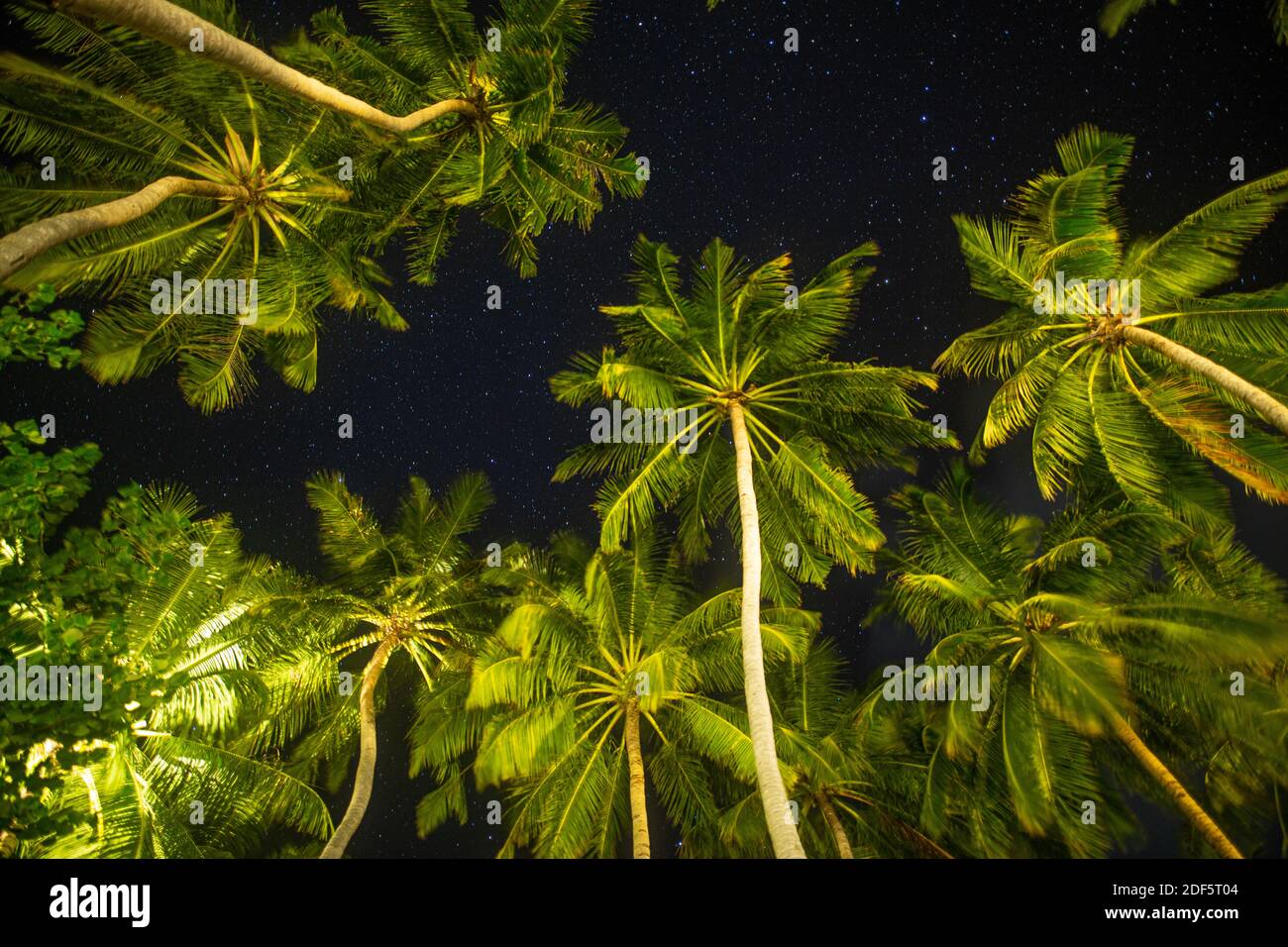 Nachthimmel mit hellen Sternen und Palmenblättern. Tropisches Naturmuster. Friedliche entspannende exotische Naturlandschaft, Blick nach oben Stockfoto