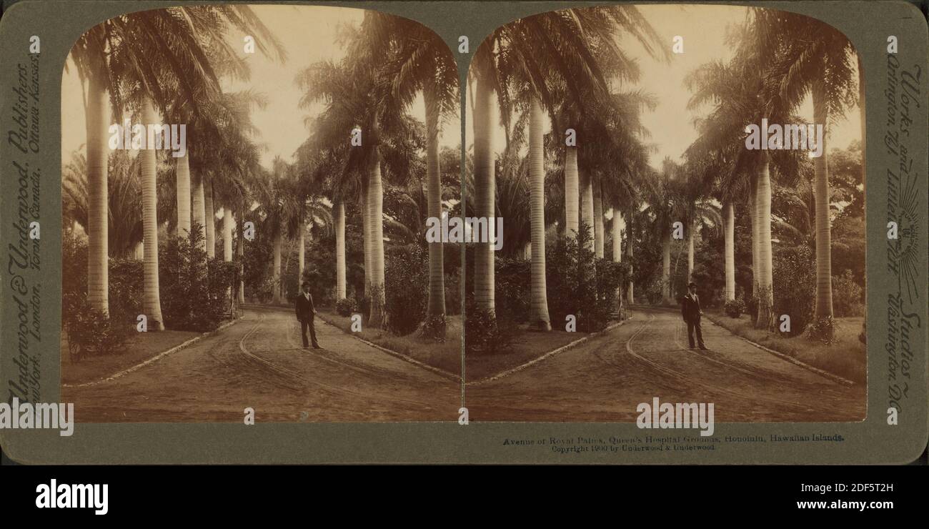 Avenue of Royal Palms, Queen's Hospital Grounds, Honolulu, Hawaiian Islands., Standbild, Stereographen, 1850 - 1930 Stockfoto