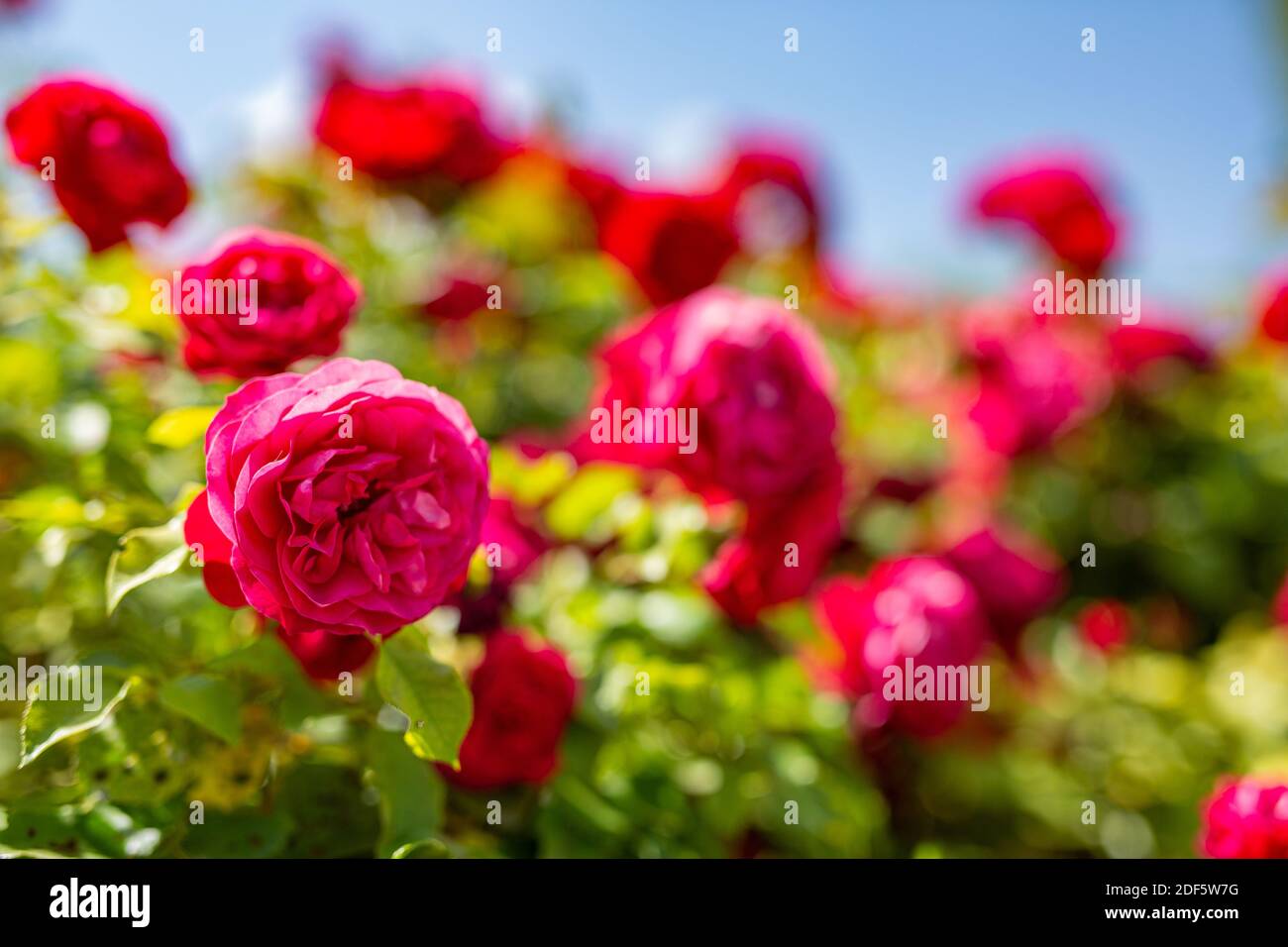 Künstlerische rote Rosen im Blumengarten, Traumnatur. Romantische rote Rosen, verwischen Wiesenbelaub. Entspannende natürliche blühende Rosen Stockfoto