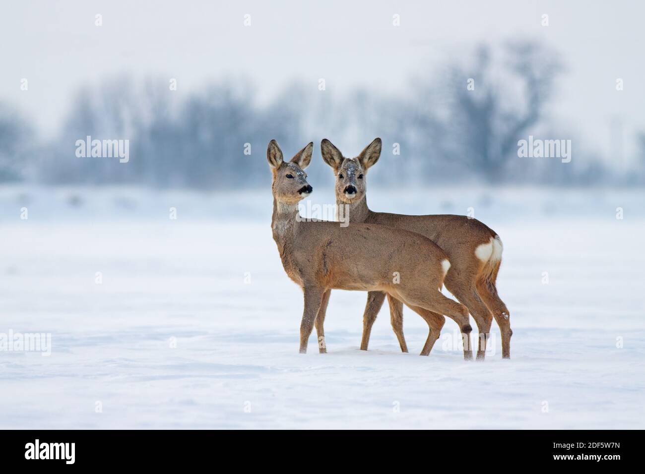 Junge Rehe im kalten Winter interagieren Stockfoto