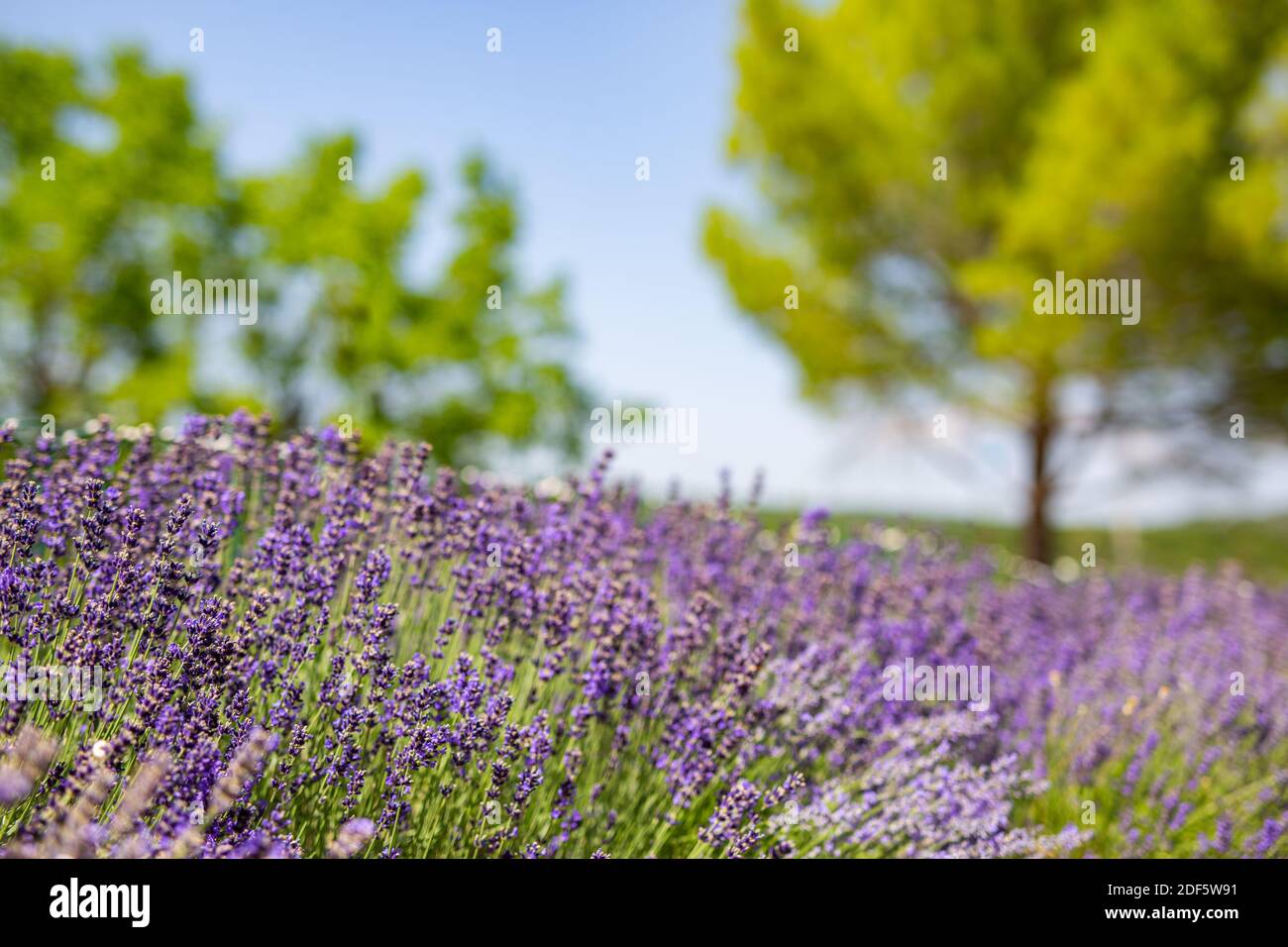 Schöner Garten mit Lavendelblüten. Sommer blühende Natur, verschwommene Bäume und Feldlandschaft Stockfoto