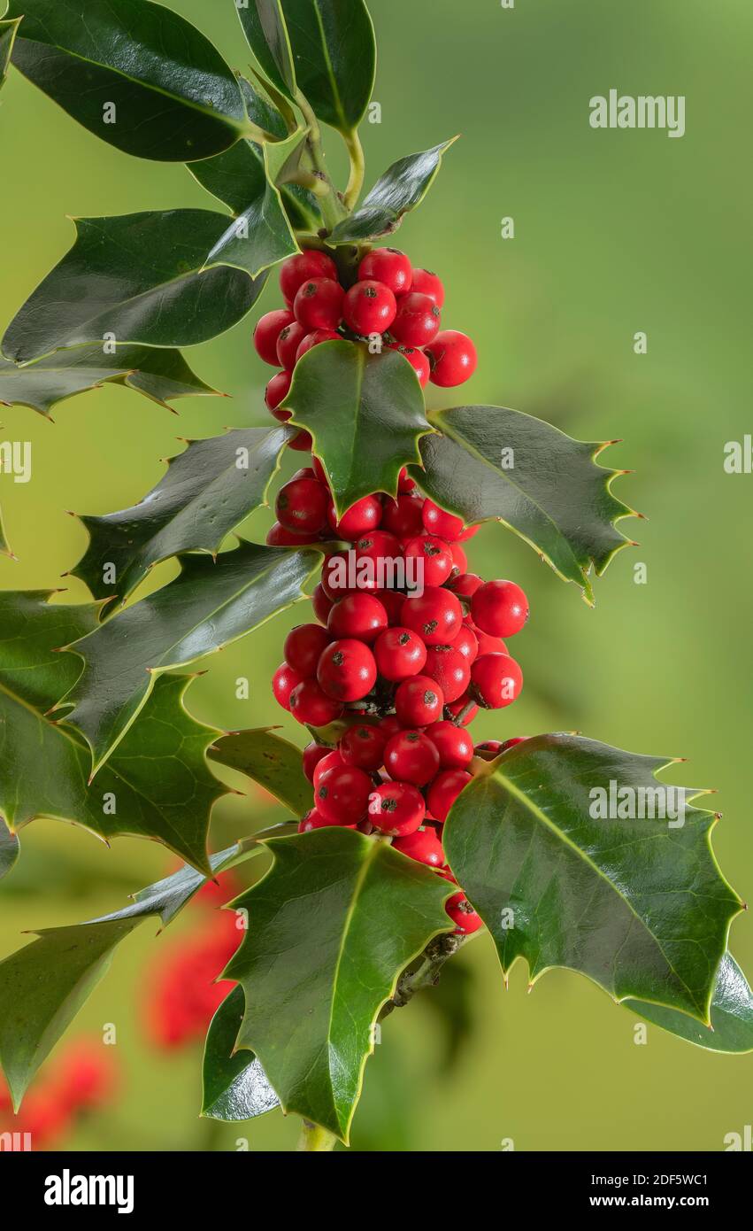 Reife Holly Beeren im Spätherbst hedgerow, Dorset. Stockfoto