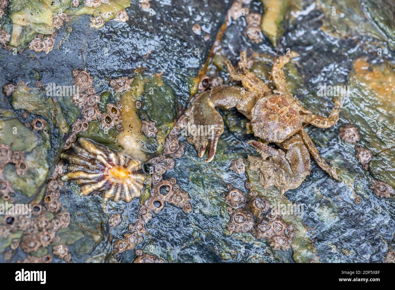Breite kratzte Porzellan Krabben; Porcellana platycheles, Großbritannien Stockfoto