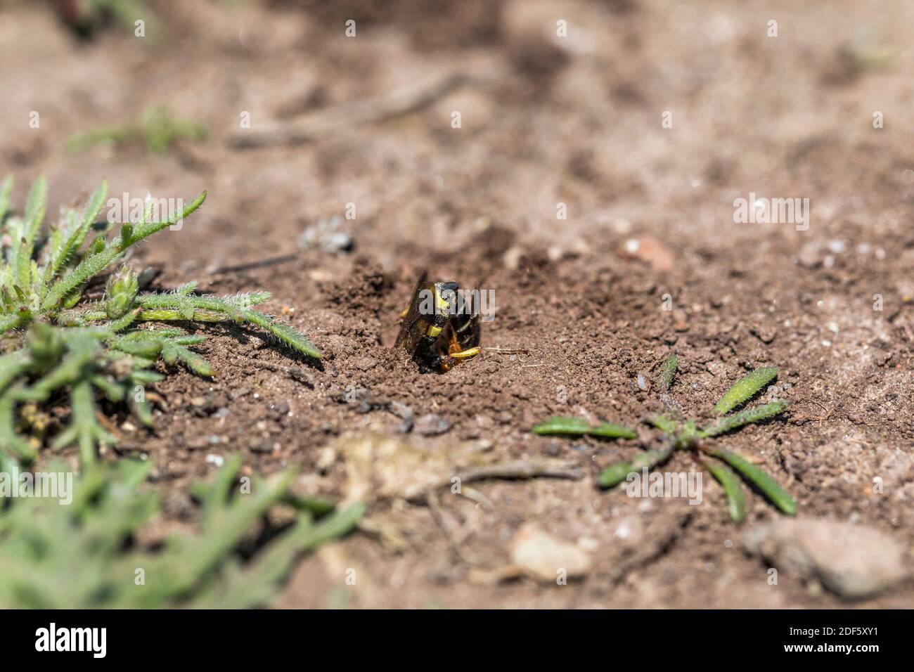 Ornate Digger Wasp; Cerceris rybyensis; Beute in Loch nehmen; Großbritannien Stockfoto