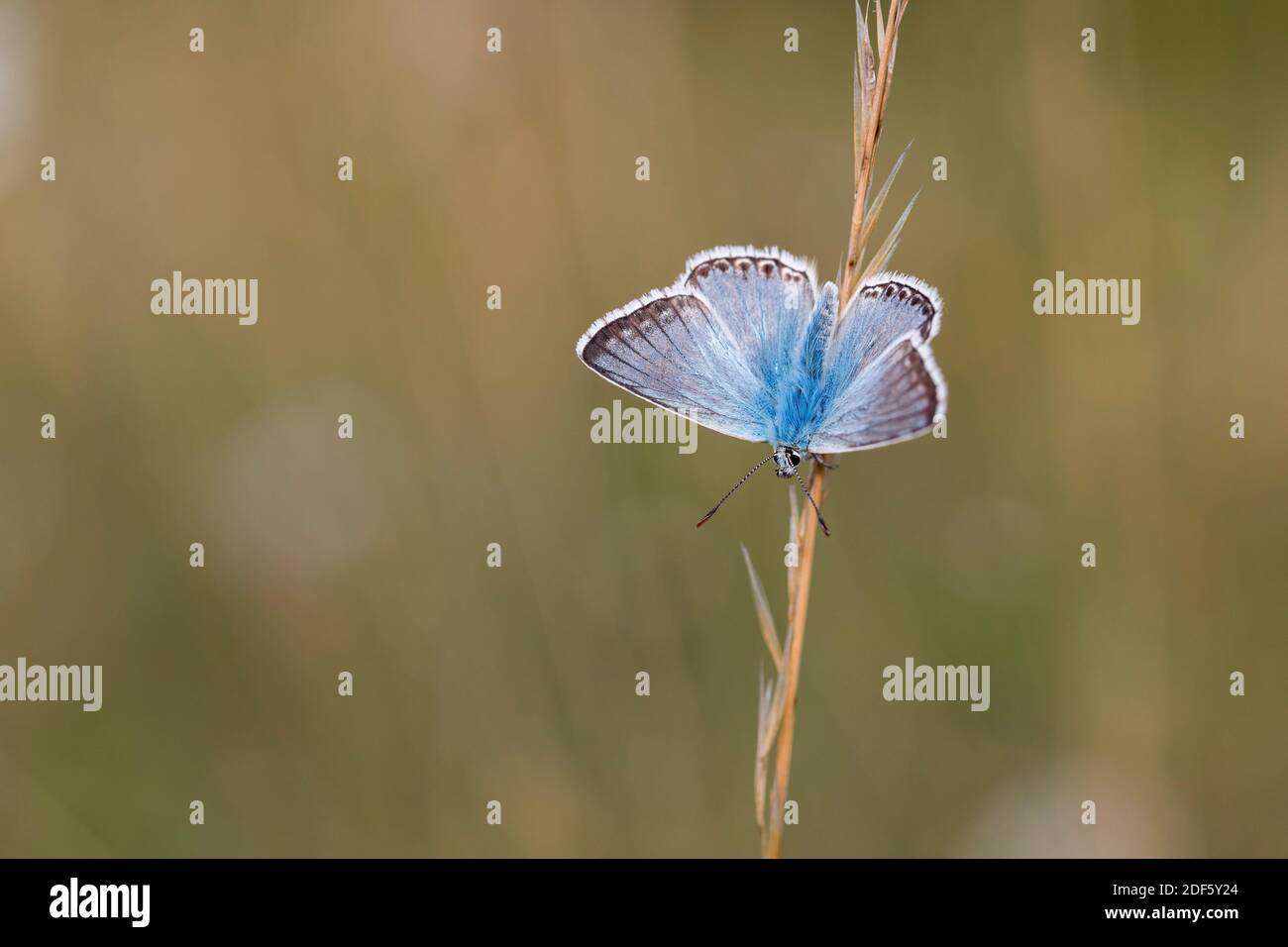 Chalkhill Blue Butterfly; Polyommatus coridon; Männlich; Großbritannien Stockfoto