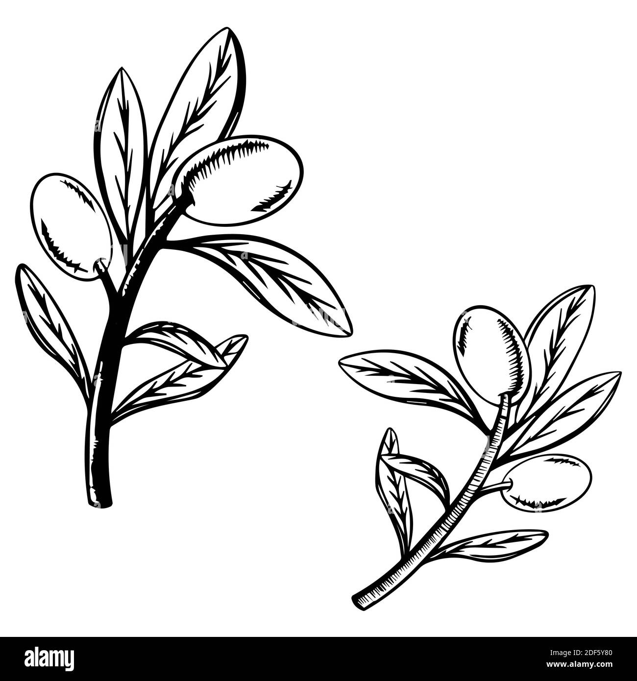 Großer Olivenzweig isoliert auf weißem Hintergrund, Vektor handgezeichnete Illustration. Symbol oder Logo für Olivenölflaschenetikett oder italienische Küche Stockfoto