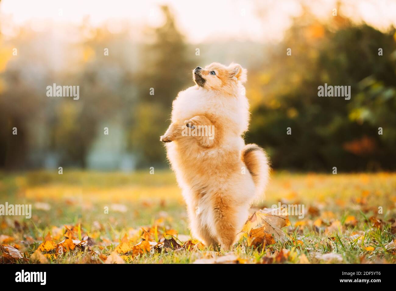 Junge Rote Welpen Pommersche Spitz Welpen. Welpe Steht Auf Seinen Hinterbeinen Hund Posiert Im Freien Im Herbst Gras. Stockfoto