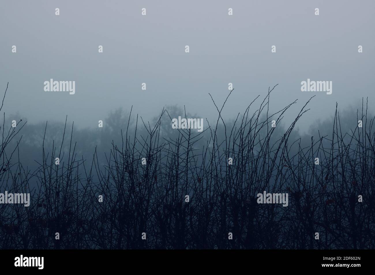 Blick durch Büsche und Bäume an einem kalten Wintermorgen Mit Copyspace Stockfoto