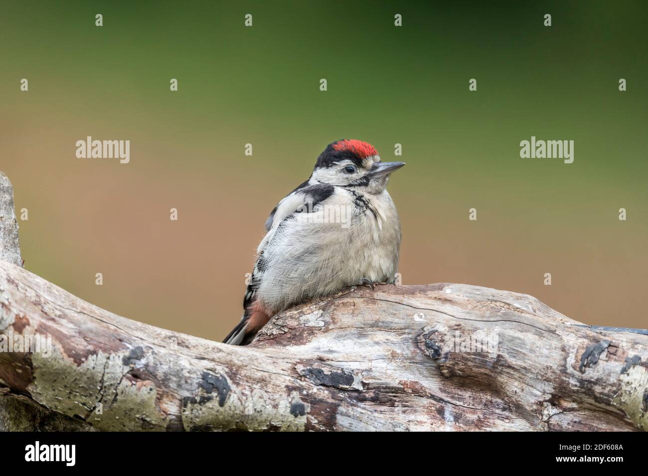 Buntspecht; Dendrocopos Major; Jung; Großbritannien Stockfoto