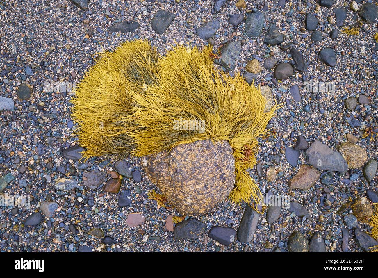 Eine Nahaufnahme, Detail eines Stückes gelber Seegras, alles bei Ebbe nass an einem felsigen Strand an der Union River Bucht. In Surry, Maine. Stockfoto