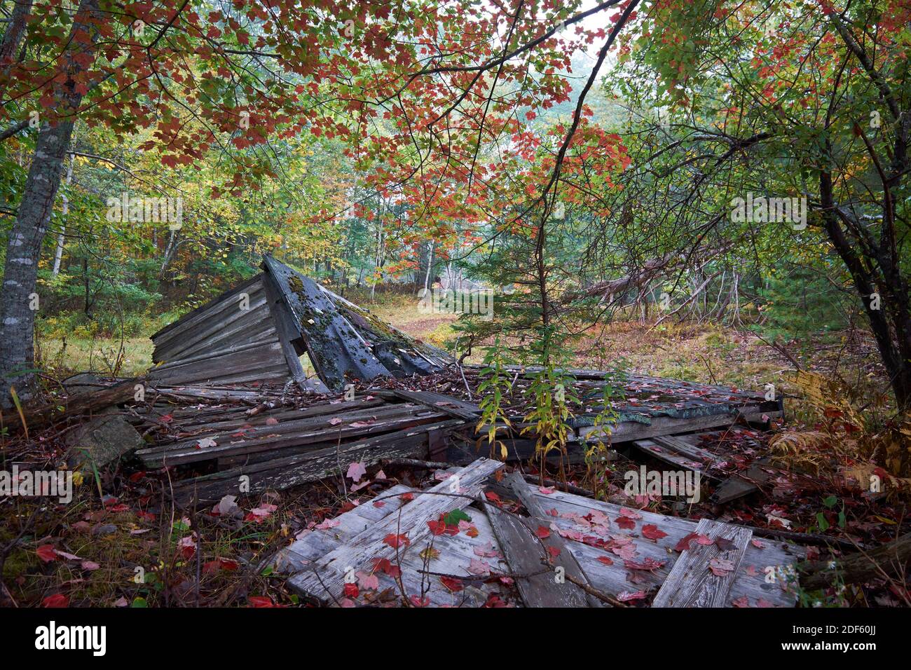 Ein eingestürzter, gefallener, kleiner, verfaulter Holzschuppen auf einem Feld während eines nassen Herbstfärbungstages. In Surry, Maine. Stockfoto