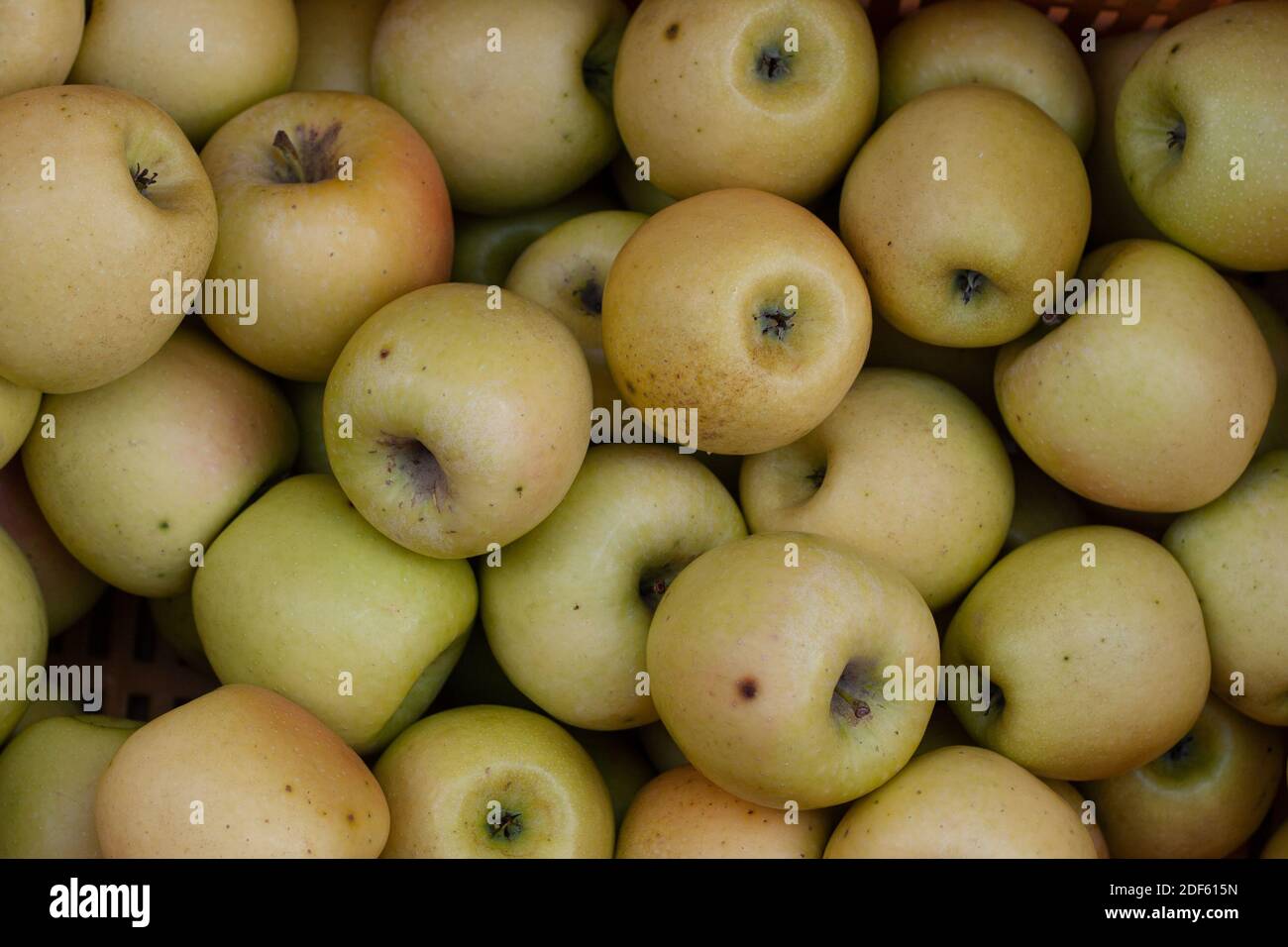 Ein Bild voller goldener köstlicher Äpfel Stockfoto