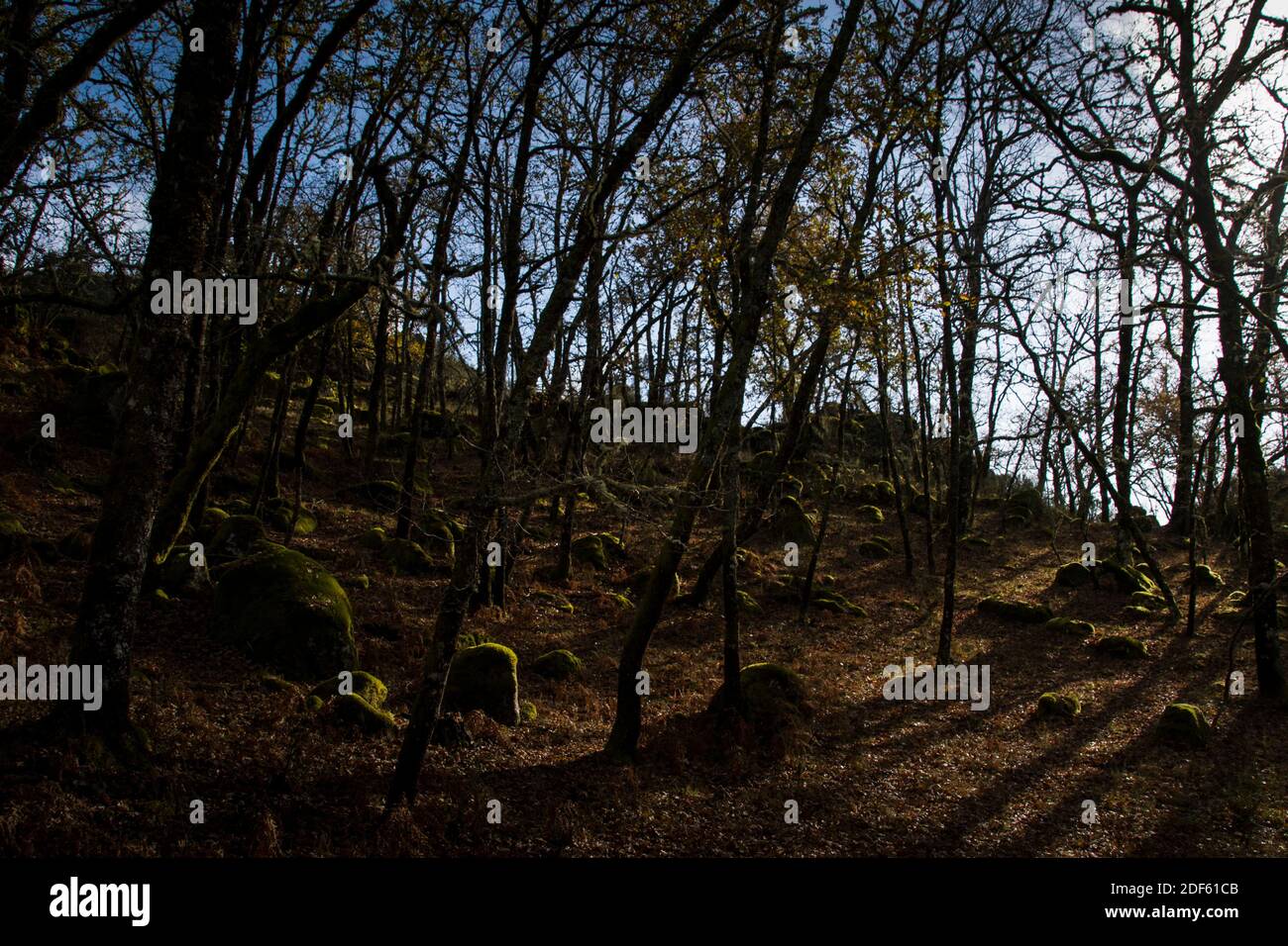 Blick auf den Wald an einem sonnigen Herbsttag mit weichem Licht und Schatten am Morgen, warme Farben Stockfoto