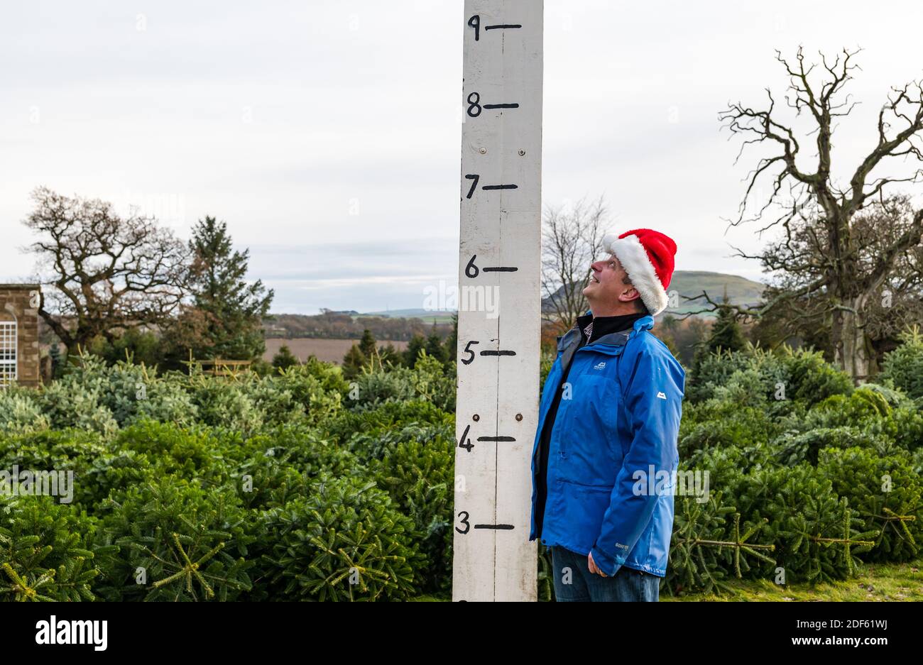 East Lothian, Schottland, Vereinigtes Königreich, 3rd. Dezember 2020. Beanston Christmas Trees: Ein Familienunternehmen auf der Beanston Farm seit 30 Jahren wachsen 6 Sorten von Tannen in ihrem ummauerten Garten für Kunden, die jedes Jahr zurückkehren. Die Farm erwartet, in diesem Jahr bis zu 1.000 Bäume zu verkaufen, obwohl die Bestellungen aus der Hotellerie sinken. Im Bild: Stefan Aalten-Voogd aus North Berwick genießt die jährliche Erfahrung, einen Weihnachtsbaum auszuwählen und neben der Messhöhe einen Weihnachtshut zu tragen Stockfoto