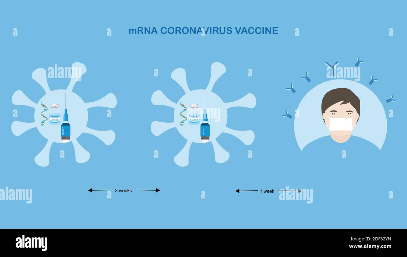 Konzepte des mRNA-Impfstoffes für den Coronavirus-Schutz. Abbildung von mRNA, Spritze mit Nadel, einer Flasche Impfstoff und einem Mann mit Antikörper gegen CO Stock Vektor