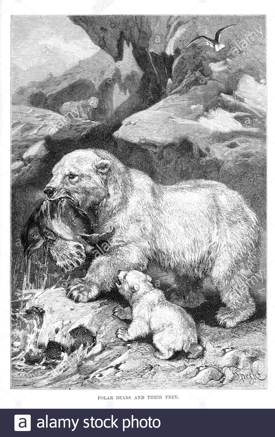 Eisbär und Jungtier Jagd Beute, Vintage-Illustration von 1894 Stockfoto