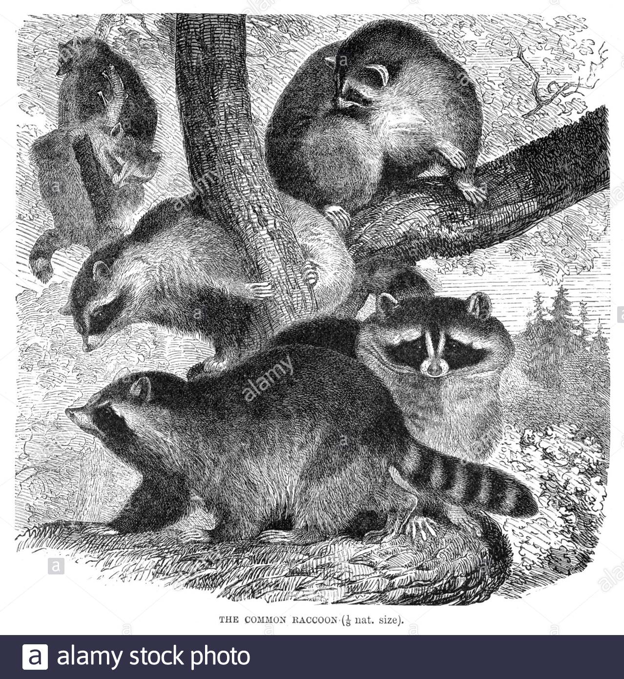 Gemeiner Raccoon, Vintage Illustration von 1894 Stockfoto