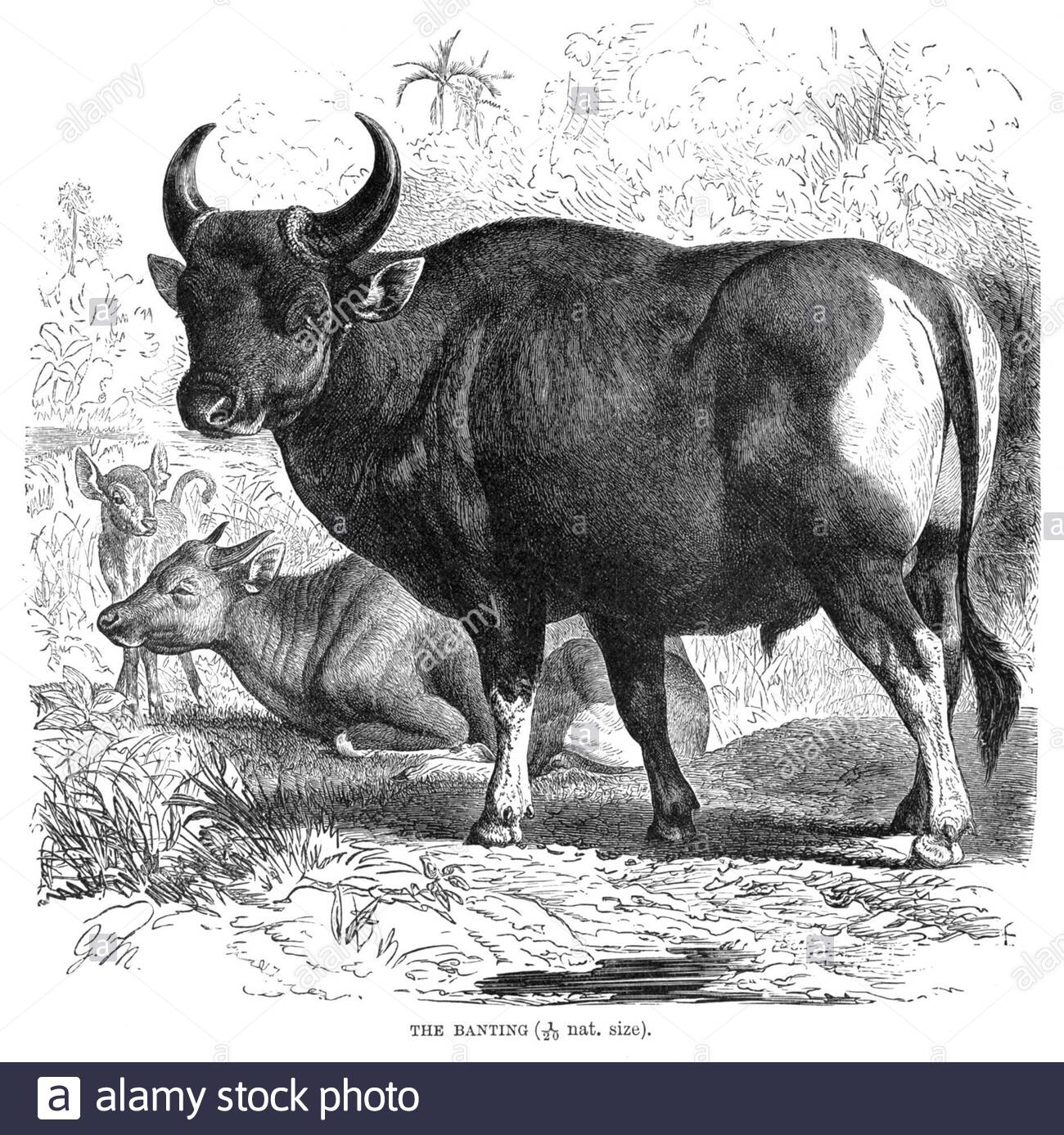 Banting (Banteng), Vintage Illustration von 1894 Stockfoto