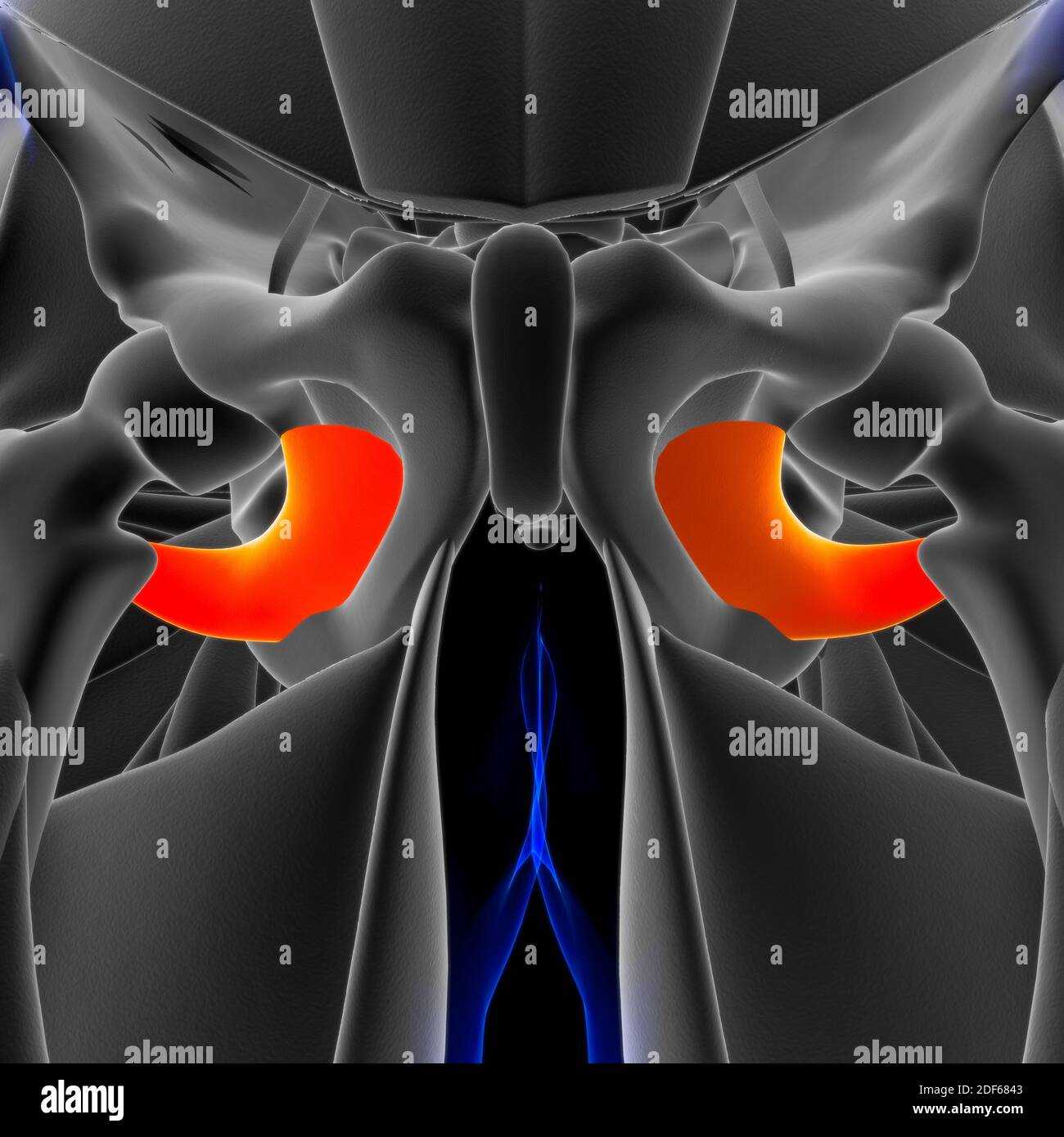 Piriformis Muscle Stockfotos und bilder Kaufen Alamy