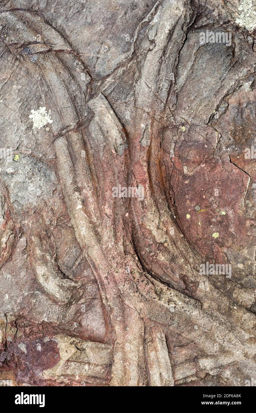 Cruziana ist eine fossile Trasse, die für Trilobiten-Aktivitäten (Ordovizium) produziert wird. Ichnologic Geoparck von Penha Garcia, Portugal. Stockfoto