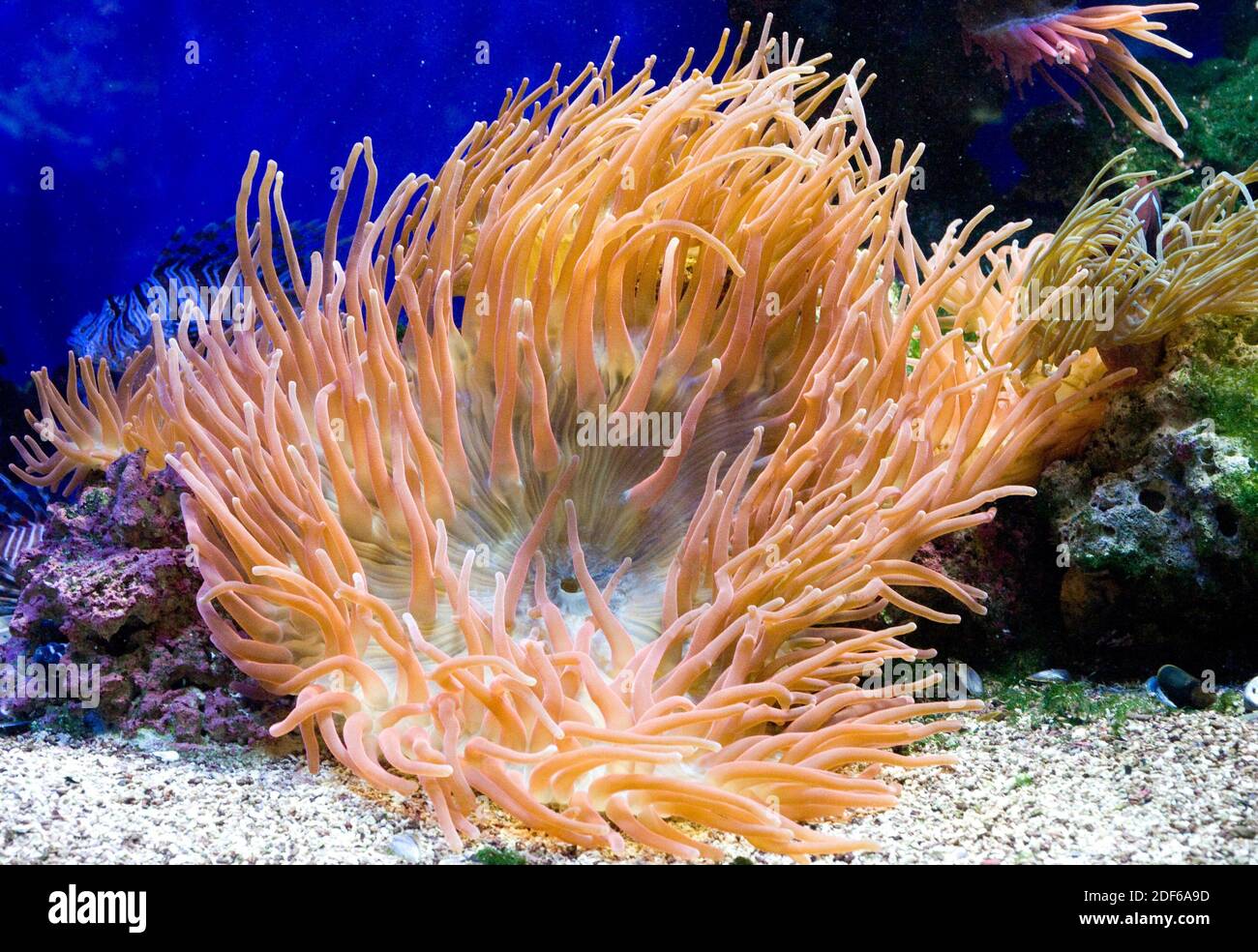Herrliche Seeanemone (Heteractis magnifica) lebt in den tropischen Gewässern des Indo-Pazifischen Ozeans. Foto in Gefangenschaft aufgenommen. Stockfoto