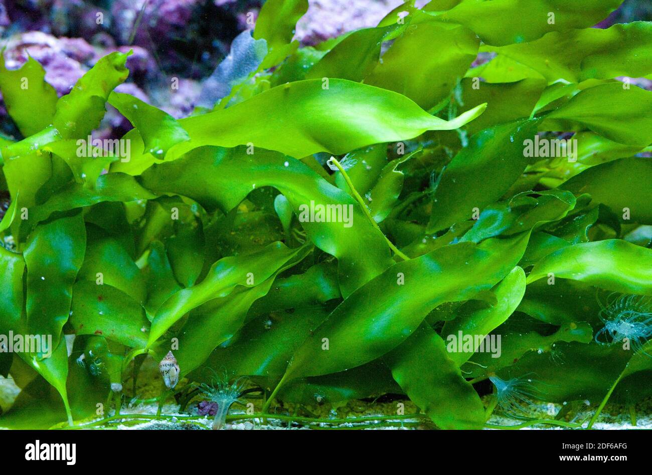Seetang Caulerpa prolifera (Chlorophyta). Mittelmeer. Stockfoto